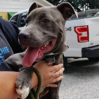 Bosephus -  Mixed Breed Dog for Adoption in Valley, Alabama - Bosephus | PetCurious