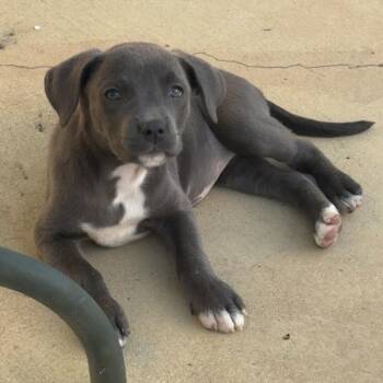 Deanne -  Mixed Breed Dog for Adoption in San Diego, California - Deanne | PetCurious