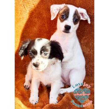 Molly Mae Litter -  Chihuahua and Terrier Dog for Adoption in Inglewood, California - Molly Mae Litter | PetCurious