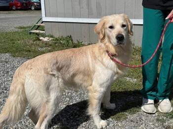 Retriever Dogs Available for Adoption in Vacaville, California - Develin | PetCurious