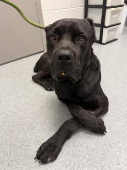 SARGE -  Cane Corso and Mixed Breed Dog for Adoption in Indianapolis, Indiana - SARGE | PetCurious