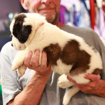 CT Cushaw -  Saint Bernard Dog for Adoption in Eastford, Connecticut - CT Cushaw | PetCurious