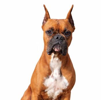 Boxer Dogs Available for Adoption - Birdie  | PetCurious