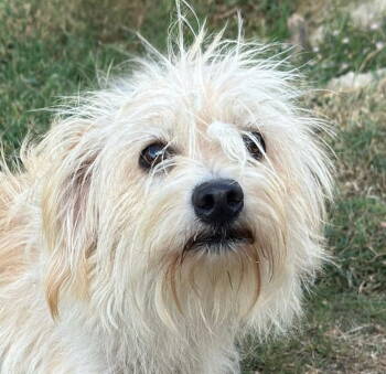 Rescue Terrier Dogs for Adoption in Bloomfield, Connecticut - Lindsey | PetCurious