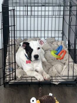 Labrador Retriever Dogs Available for Adoption - Blizzard | PetCurious