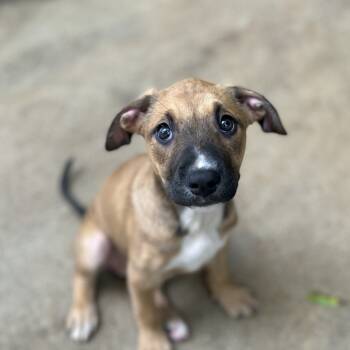 Rescue English Bulldog Dogs for Adoption in Enterprise, Alabama - Magik | PetCurious
