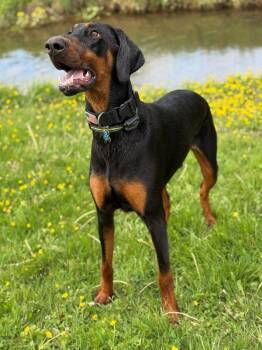 Doberman Pinscher Dogs Available for Adoption - Dobbie | PetCurious