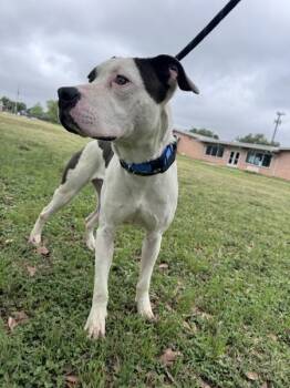 Pit Bull Terrier Dogs Available for Adoption in Austin, Texas - Benicio | PetCurious
