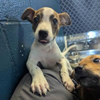 Aunt Jet -  Mixed Breed Dog for Adoption in Dayton, Ohio - Aunt Jet | PetCurious