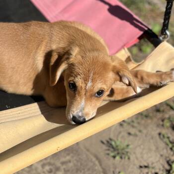Shepherd Dogs Available for Adoption in Richmond, Virginia - Lucky | PetCurious