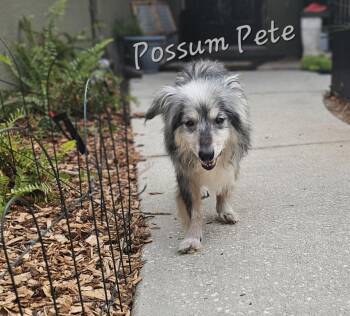Australian Shepherd and Shetland Sheepdog Sheltie Dogs Available for Adoption in Brooksville, Florida - Possum Pete | PetCurious