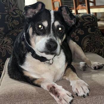 Sadie C-34120 -  Corgi and Beagle Dog for Adoption in Oklahoma City, Oklahoma - Sadie C-34120 | PetCurious