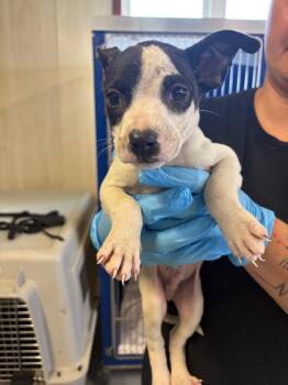 Banana Splitzville -  Mixed Breed Dog for Adoption in Hillsboro, Ohio - Banana Splitzville | PetCurious