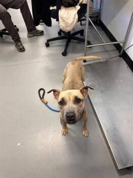 Sliquid -  Mixed Breed Dog for Adoption in West Chester, Pennsylvania - Sliquid | PetCurious