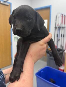 Labrador Retriever Dogs Available for Adoption in Hartsville, South Carolina - Valor (Vx4) | PetCurious