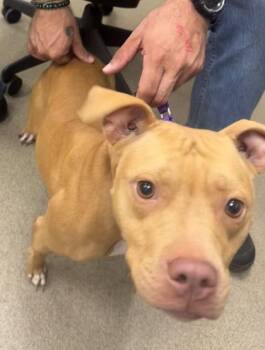 Ginger -  Pit Bull Terrier and Mixed Breed Dog for Adoption in Palm Coast, Florida - Ginger | PetCurious