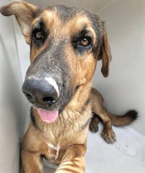 A660032 -  German Shepherd Dog Dog for Adoption in Houston, Texas - A660032 | PetCurious