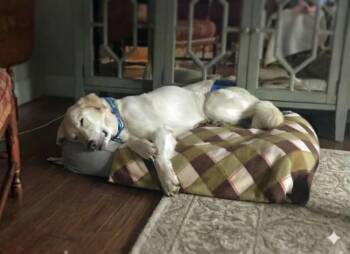 Bubba -  Labrador Retriever and Great Pyrenees Dog for Adoption in Crown Point, Indiana - Bubba | PetCurious