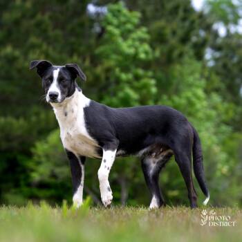 Nimbus -  Border Collie and Hound Dog Available for Adoption in Winnabow, North Carolina - Nimbus | PetCurious