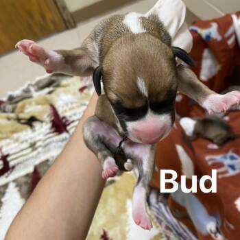 Rescue Beagle and Terrier Dogs for Adoption in Jacksboro, Tennessee - Bud | PetCurious