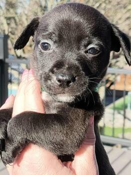 Mixed Breed Dogs Available for Adoption - Miter | PetCurious