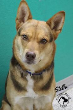 Shepherd and Husky Dogs Available for Adoption in Dunkirk, New York - Stella | PetCurious