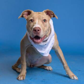 Mixed Breed Dogs Available for Adoption - Bryanne Of Tarth | PetCurious