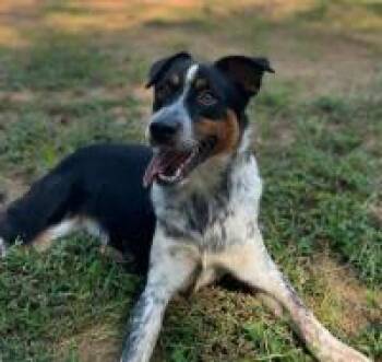 Rescue Border Collie and Australian Shepherd Dogs for Adoption in Milton, Georgia - Atreyeu | PetCurious