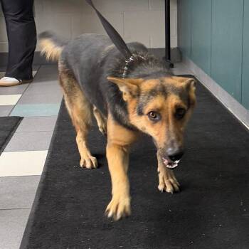 Olivia Dawg -  Mixed Breed Dog for Adoption in Walker, Michigan - Olivia Dawg | PetCurious