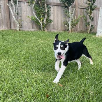 Rescue Cattle Dog and Mixed Breed Dogs for Adoption in League City, Texas - Denim | PetCurious