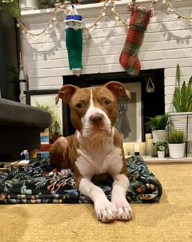 Pit Bull Terrier Dogs Available for Adoption - Ginger | PetCurious