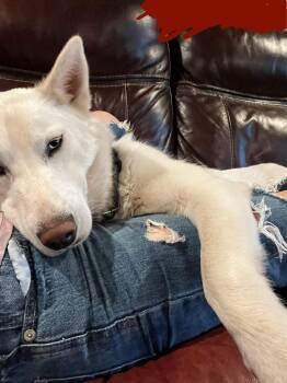 Georgina -  Siberian Husky Dog for Adoption in Sumter, South Carolina - Georgina | PetCurious
