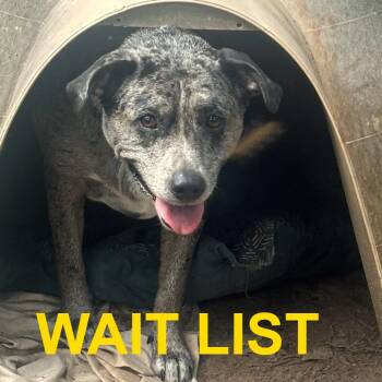 Tiffany -  Australian Cattle Dog Blue Heeler and Mixed Breed Dog for Adoption in Livingston, Texas - Tiffany | PetCurious