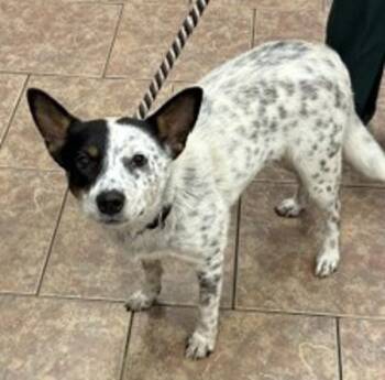 Australian Cattle Dog Blue Heeler Dogs Available for Adoption in Littleton, Colorado - Patches | PetCurious