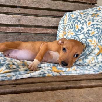 Lola -  Mixed Breed Dog for Adoption in Buffalo, Minnesota - Lola | PetCurious