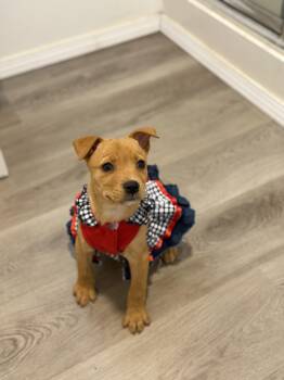 Carolina Dog and Jindo Dogs Available for Adoption in San Diego, California - Fontina | PetCurious