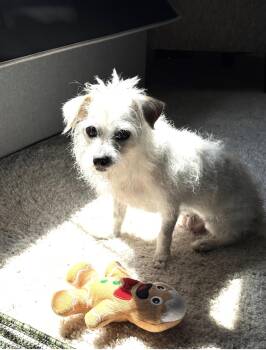 Deedee -  Terrier Dog for Adoption in Whitewater, Wisconsin - Deedee | PetCurious