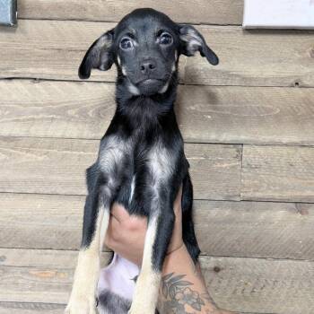Cedar -  Mixed Breed Dog for Adoption in Medford, Oregon - Cedar | PetCurious