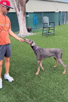 Doberman Pinscher Dogs Available for Adoption - Coco 3550 | PetCurious