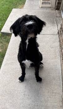 Johnny Cash J -  Labradoodle and Portuguese Water Dog Dog for Adoption in Dallas, Texas - Johnny Cash J | PetCurious