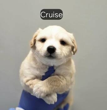 Cruise (p) -  Mixed Breed Dog for Adoption in New York, New York - Cruise (p) | PetCurious
