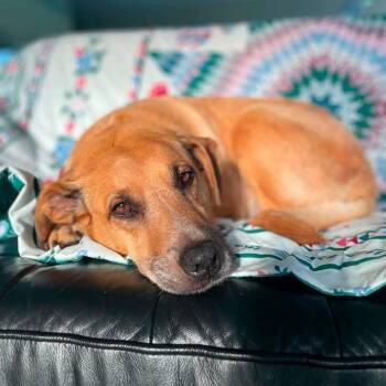 Peanut -  Mixed Breed Dog for Adoption in North Vancouver, British Columbia - Peanut | PetCurious