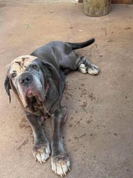 Ruby -  Mastiff Dog for Adoption in Bullard, Texas - Ruby | PetCurious