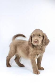 Poodle and Golden Retriever Dogs Available for Adoption in Morton Grove, Illinois - Italian Beef | PetCurious