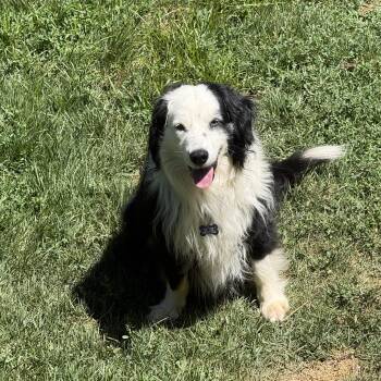 Rand -  Australian Shepherd Dog for Adoption in Alexandria, Virginia - Rand | PetCurious