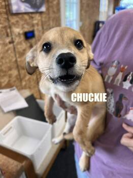 Chuckie -  Labrador Retriever and American Eskimo Dog Dog for Adoption in Irwin, Pennsylvania - Chuckie | PetCurious
