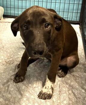 Sylver -  Mixed Breed Dog for Adoption in Hobart, Indiana - Sylver | PetCurious