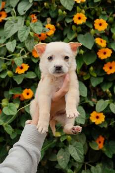 Labrador Retriever and Jindo Dogs Available for Adoption in San Diego, California - Parmesan | PetCurious