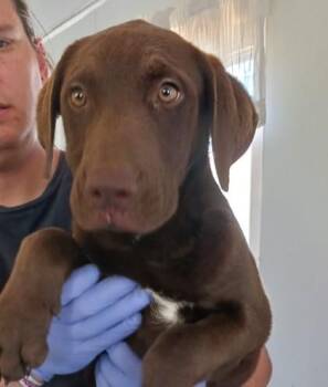 Kieran -  Labrador Retriever and Mixed Breed Dog for Adoption in West Memphis, Arkansas - Kieran | PetCurious