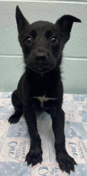 GI JOE -  Border Collie and Mixed Breed Dog for Adoption in Tulsa, Oklahoma - GI JOE | PetCurious